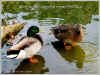 DUCKSdappledreeds-haiga.jpg (129386 bytes)