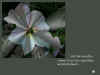 flower_3haiga.jpg (48292 bytes)