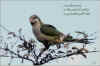 parrot4_haiga.jpg (111461 bytes)